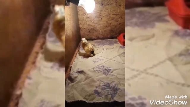 История цыпленка ,который родился не такой как все ! смотреть онлайн