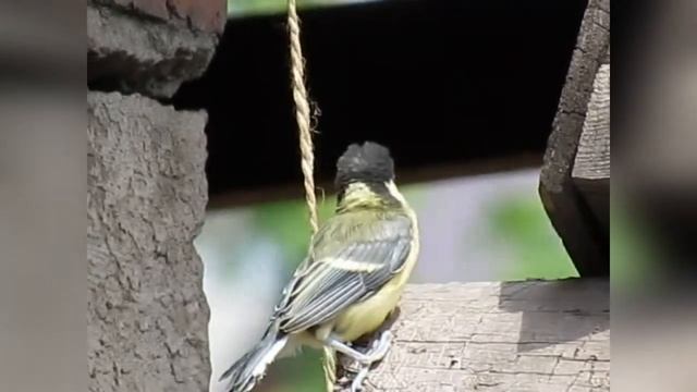 Птенцы синички вылетают из гнезда смотреть онлайн