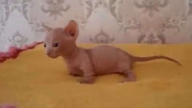 Маленький кошачий монстр  Страшные кошки