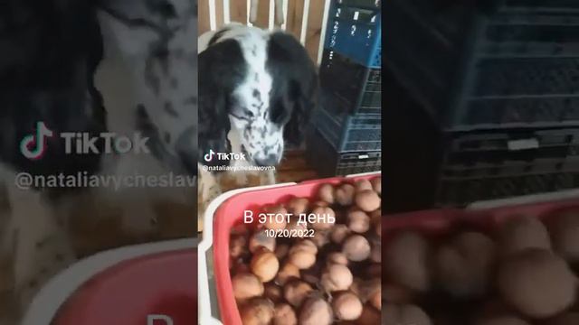 Что будет, если есть грецкие орехи каждый день?...))) #como #like #собака #кот #топ #дуэт #cat #ме смотреть онлайн