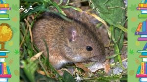 Школа Шишкиного Леса. Природоведение. Осенние кладовые