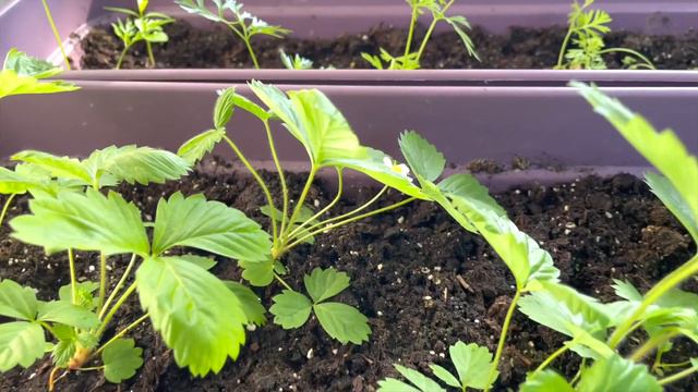 Тея у ветеринара 😢 Что они чудят?? 🙀 Делаем заморозку❤️ VLOG смотреть онлайн