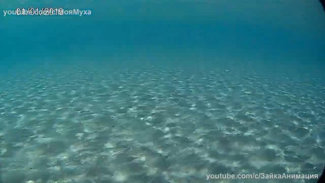 Makadi Bay Морская Прогулка по Кoраллам Морские жители Ну Оочень Интересно смотреть онлайн
