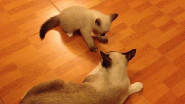 #Baby Cute Cat Anger Beautiful video Animal#OMG Part -2 смотреть онлайн