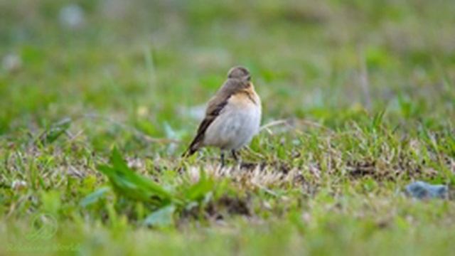 Музыка для Расслабления Ума, Снижения Стресса и Легкого Сна? Избавление от Неприятных Ощущений смотреть онлайн
