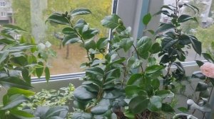 Зелëные новости ? зацветают камелии?