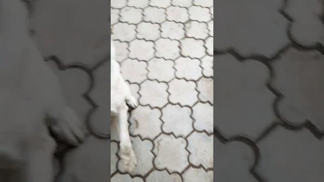 Подмигивание собакена)