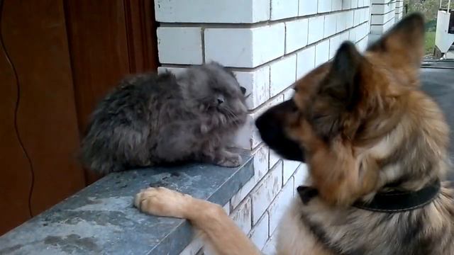 Собака хочет поиграть с котом смотреть онлайн