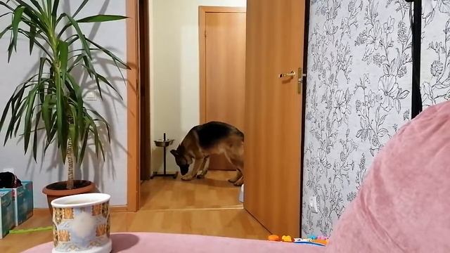 Наша собака хотела показать каприз и не ужинать, но заметив камеру решила не позориться. смотреть онлайн