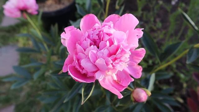 Edulis Superba Peony flowers смотреть онлайн