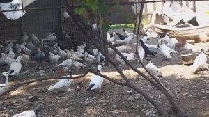 #Pigeon #Пятигорск.  Бойные голуби Ильченко Романа в Пятигорске!