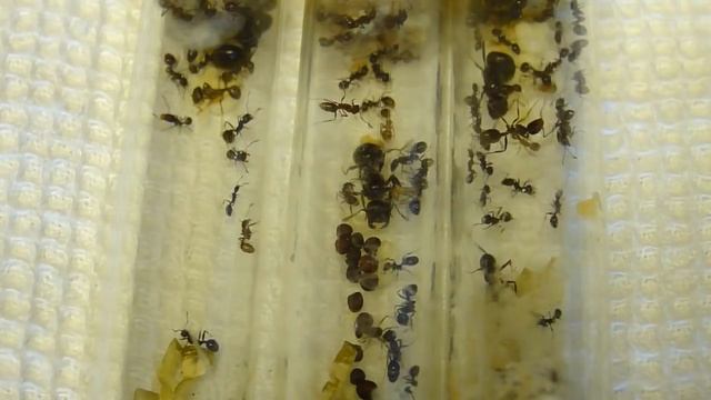 Блог кипера. Выпуск 24. Как поймать муравьиную матку и что дальше делать? Часть первая смотреть онлайн