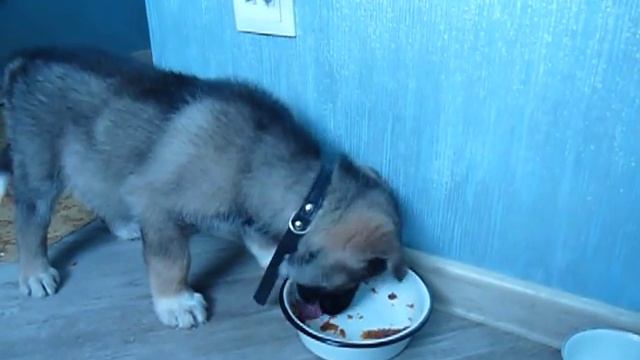 10 02 15 Помесь нем овчарки и ЗСЛ, Первая неделя с мясом.. смотреть онлайн