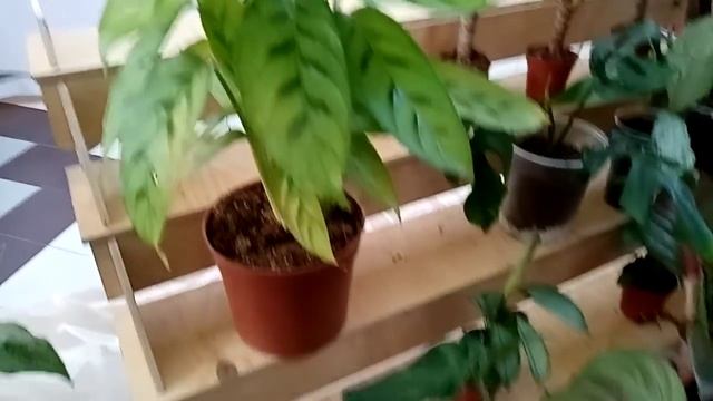Выставка цветов./Редкая алоказия, великолепный Везувий и почти два десятка сортов бегоний-кейн. смотреть онлайн