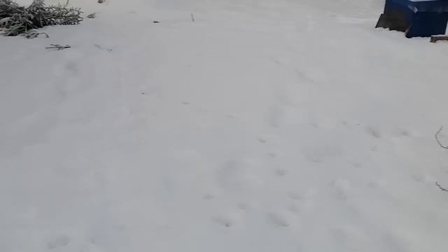 14. 01. 2024. Пчёлы у задней стенки! смотреть онлайн