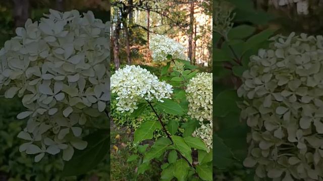 Жемчужина фестиваля 🎉 смотреть онлайн