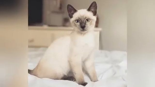 #ТОП 10 САМЫХ КРАСИВЫХ И ДОРОГИХ КОШЕК В РОССИИ.#КОШКИ#СОБАКИ#ЖИВОТНЫЕ#САМЫЕДОРОГИЕ#САМЫЕКРАСИВЫЕ смотреть онлайн