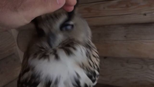 Сова Добрыня съел лошадь. Филин Варя и сова Басик смотреть онлайн