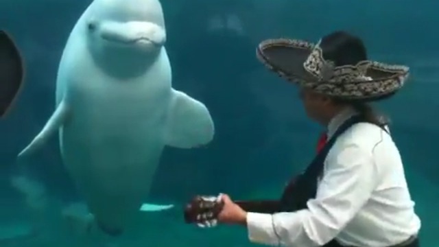 Серенада для белухи!)