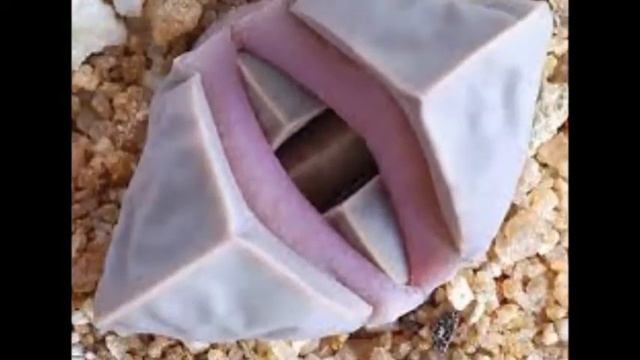 Pleiospilus смотреть онлайн