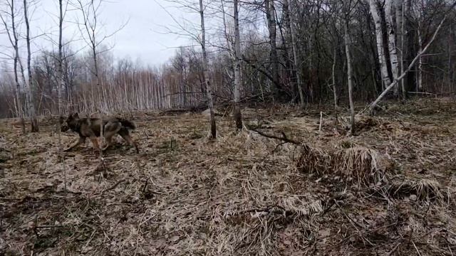 Сморчки. Встретили гадюку. смотреть онлайн