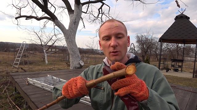 ЧЕМ ЗАМАЗАТЬ СРЕЗЫ ПОСЛЕ ОБРЕЗКИ ДЕРЕВЬЕВ