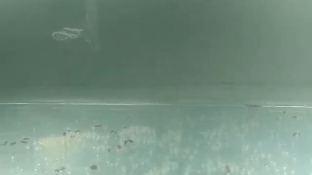 Нерест Данио! Полезные советы. смотреть онлайн