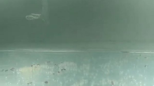 Нерест Данио! Полезные советы.