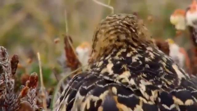 Дикая природа Скандинавии Гренландия смотреть онлайн