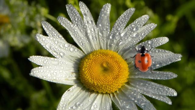 Божья коровка на ромашке смотреть онлайн