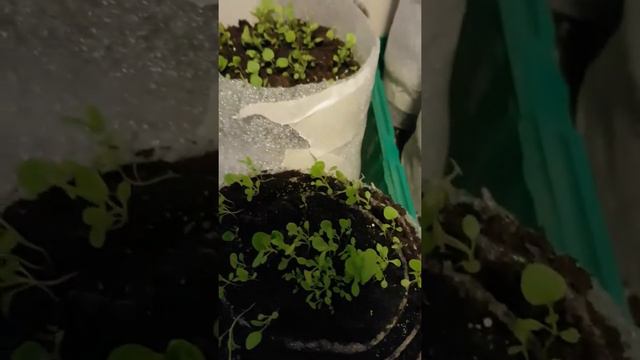 Моя первая рассада. Начинающий огородник смотреть онлайн