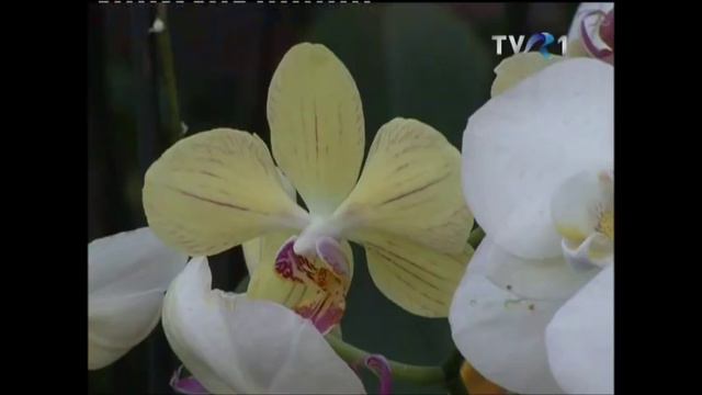 Orhideea de camera смотреть онлайн