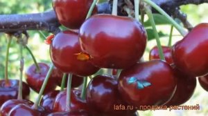 Вишня обыкновенная Спартанка (Дюк) ? обзор: как сажать, саженцы вишни Спартанка (Дюк)