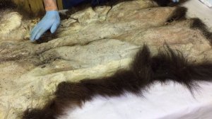 Консервация шкуры медведя