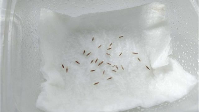 Прострел или сон-трава: выращивание из семян, посадка, уход. Посадите этот цветок в саду смотреть онлайн