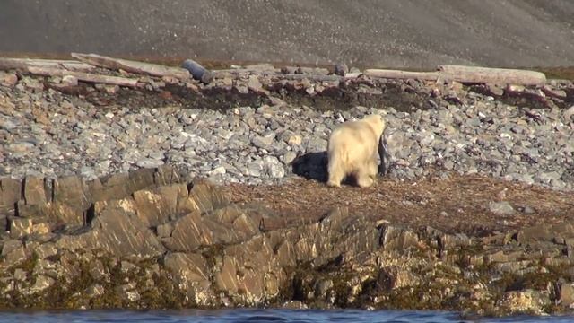 Мишка нерпу поймал! смотреть онлайн