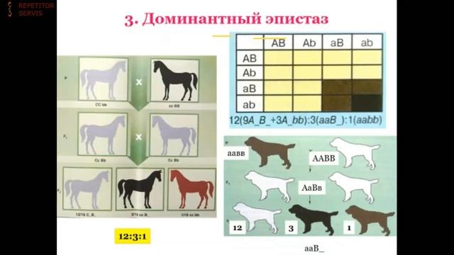 Биология: Тема: Взаимодействие неаллельных генов смотреть онлайн