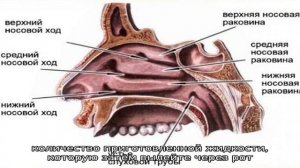 Промывание носа при гайморите