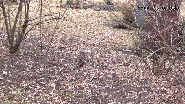 Squirells for Oslo - A Tribute to Lena Meyer-Landrut смотреть онлайн