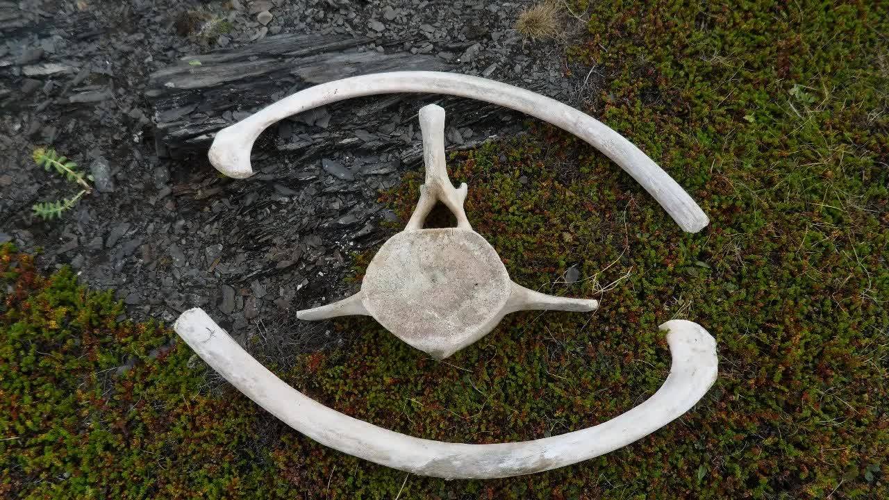 Заполярными тропами 2 (2013)