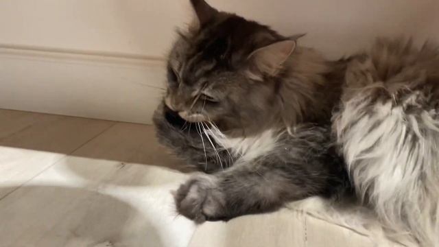 Main Coon Deksi Cat is cleaning her mane / Как мейн кун вылизывает свою гриву смотреть онлайн