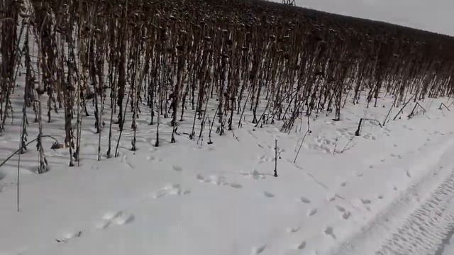В Пензе подсолнечник не убрали смотреть онлайн