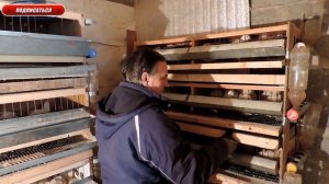 Уход за перепелами, как избавиться от запаха