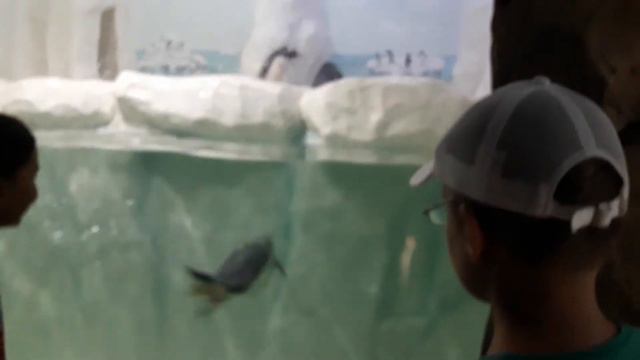 пингвины смотреть онлайн