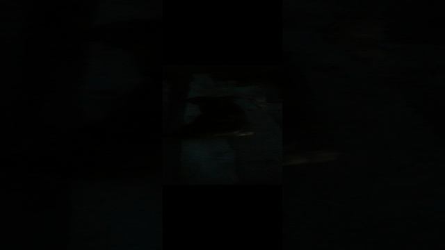 КОШКИ ДЕРУТСЯ 2 и 3 Скоро