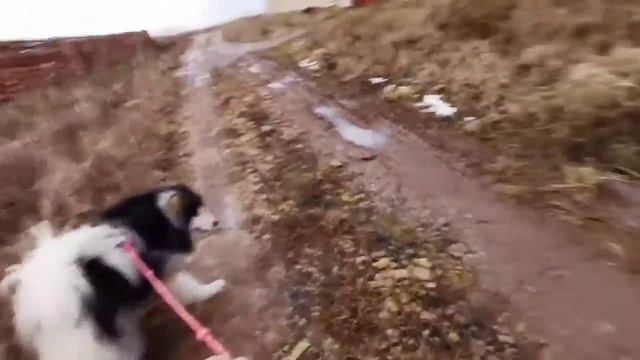 The Dog Crusoe and His Master 8/27 by Robert Michael Ballantyne - dog lovers audiobook смотреть онлайн