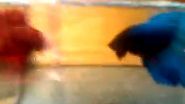 Betta fish fight