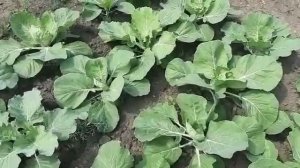 Защита капусты от вредителей народными средствами. Чем обработать капусту от вредителей без химии.