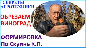 Обрезка винограда осенью или формировка куста по Скуинь К.П.