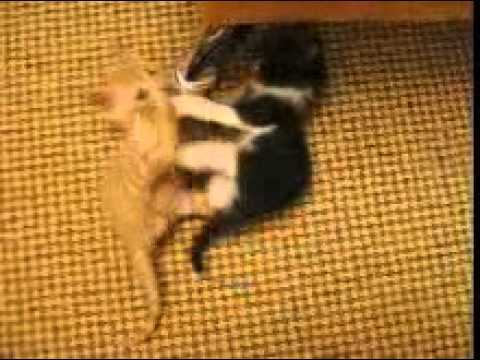 Котята1.avi смотреть онлайн